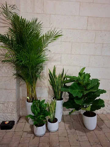 Bundle of indoor plants
