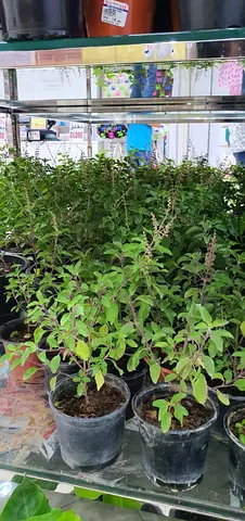 Vibrant Indoor and outdoor Plants for Your Home Garden