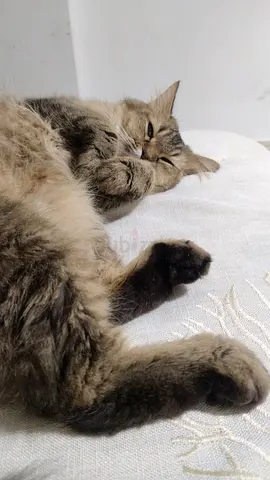Persian cat with 3 kittens