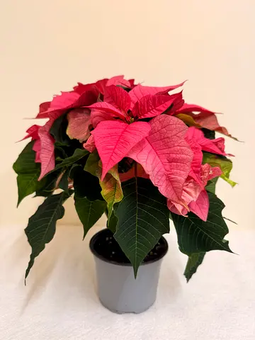 Poinsettia – Christmas Flower
