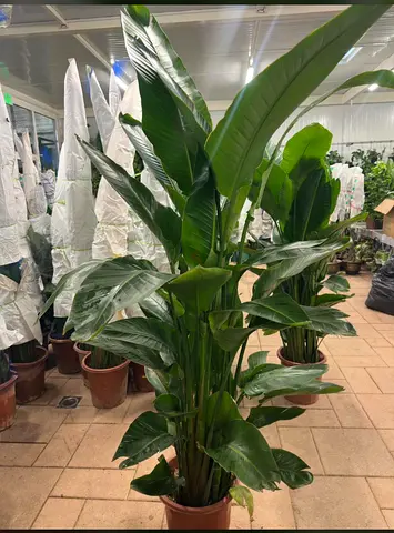 Live Bird of Paradise, Large Indoor Tropical Plant for Your Home  Office, 1.5m - 1.7m Height