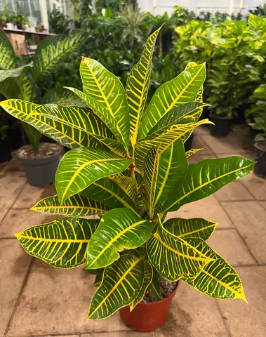 Indoor  Outdoor Plants | Viva Verda Plants | Sharjah  Dubai