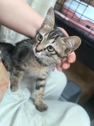 Urgent! Sweet affetionate male kitten vaccinated for free adoption