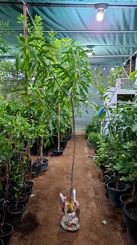 Lush Indoor Plant for Sale - Perfect for Your Home Decor!