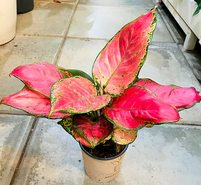 Live Aglaonema Red Plant, Pink and Green, Indoor Tropical Houseplant in Pot, 30cm - 50cm Height