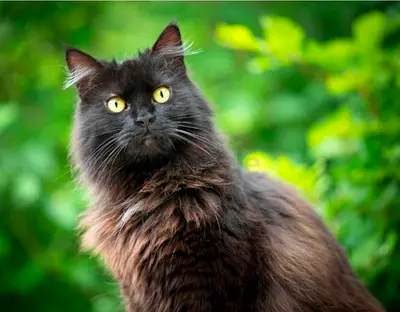 York Chocolate - Rare breed