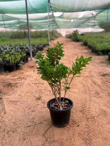 Beautiful Potted Plant for Your Garden