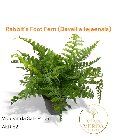 Rabbit’s Foot Fern – AED 52 | Indoor Plant | Viva Verda Plants UAE