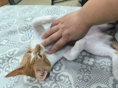 Urgent! The most affetionate male kitten vaccinated cuddling a lot for free adoption