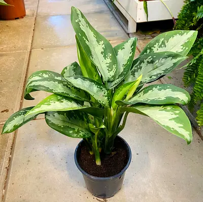 Live Chinese Evergreen Plant, Aglaonema Silver Bay, Indoor Variegated Foliage in 15cm Pot