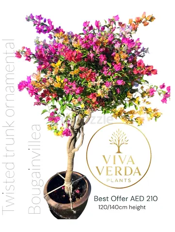 Twisted Trunk Bougainvillea – Multicolor Ornamental | 120–140cm | AED 210