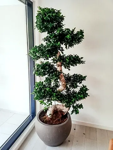 Giant S shape Bonsai plant with Fiber clay pot size 1.5 meter