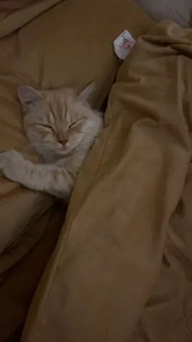 Adorable Scottish Cats Looking for a Loving Home!