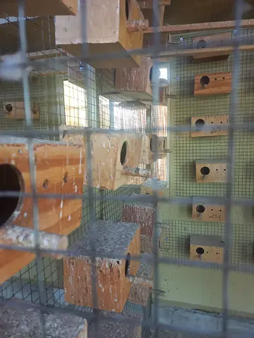 Bird Nesting Box بياضات طيور