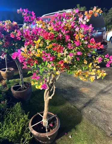 Twisted Trunk Bougainvillea – Multicolor Ornamental | 120–140cm | AED 280