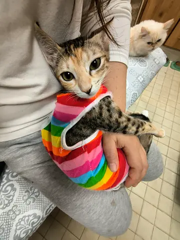 Urgent!! Sweet female kitten vaccinated spayed for free adoption