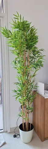 Bamboo Plant 220cm tall