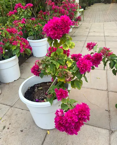 Bougainvillea Red – Medium Size (18L Pot) | Verda Best Price AED 60