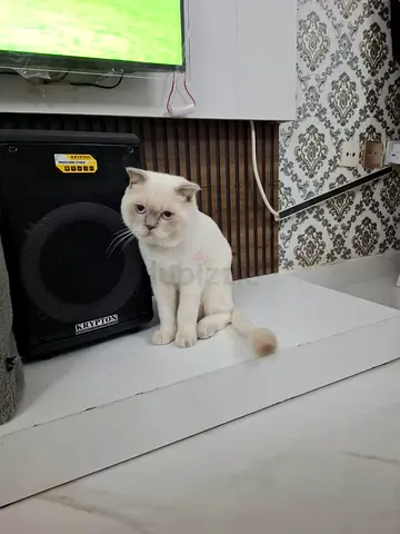 Adorable Scottish Fold Cat Looking for a Loving Home