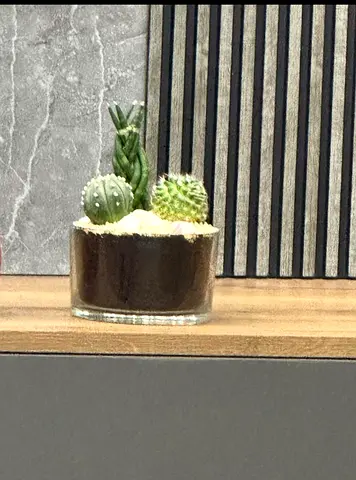 Stylish Indoor Cactus Planter for Modern Home Décor