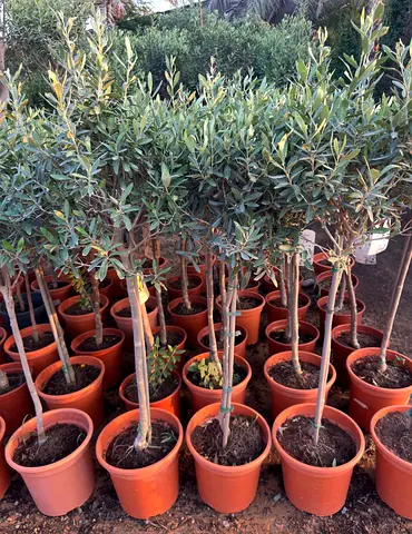 Spanish Olive Tree – 100/110 cm | Verda Best Price AED 135