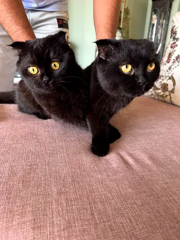 ابوظبي ودبي