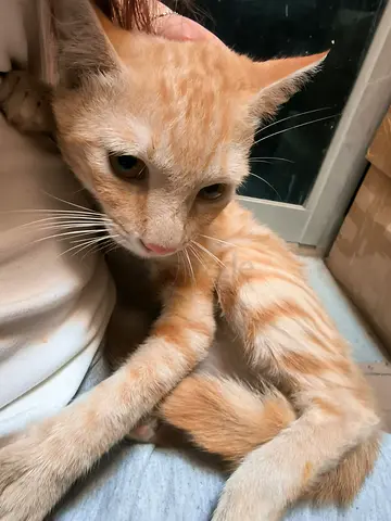 Urgent! Affetionate male ketten cuddling a lot neutered vaccinated for free adoption