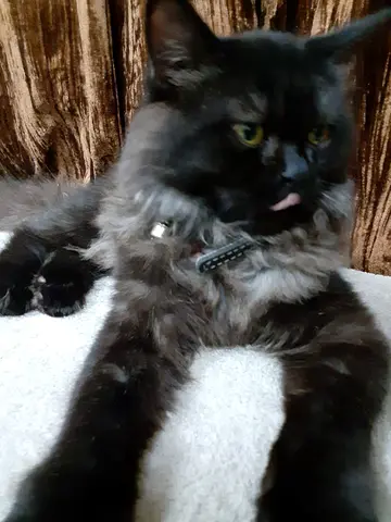 قط ذكر شيرازي للتبني مع كل اغراضه