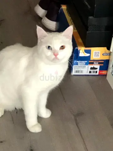 White British with bicolor eyes