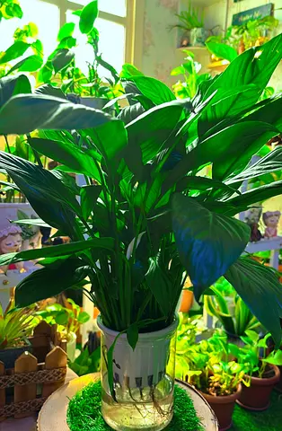 Peace Lilly hydroponic indoor plant for sale