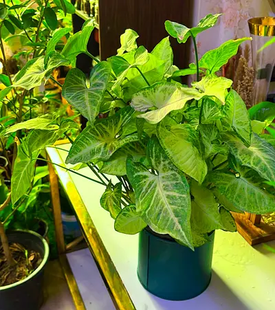 Syngonium bushy plant for sale