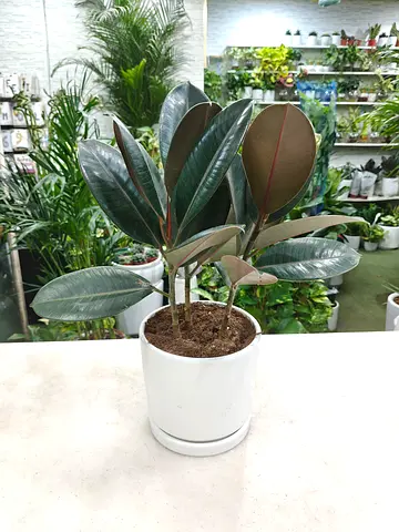 Indoor Rubber plant