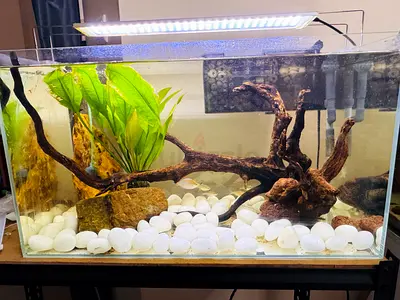 Beautifully Decorated Aquarium with Natural Elements