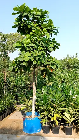 Beautiful Tall Indoor Plant for Sale