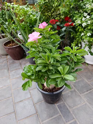 Outdoor plants collection