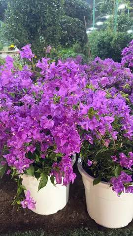 Bougainvillea Purple – AED 65 – Verda Best Price