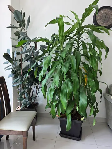 Beautiful Indoor Plants Collection for Sale