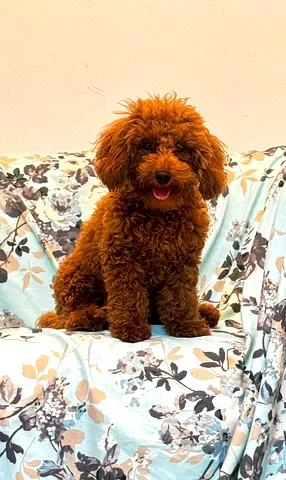 Smart Red Toy Pooddle