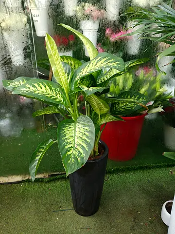 Beautiful Dieffenbachia Plant in Stylish Pot