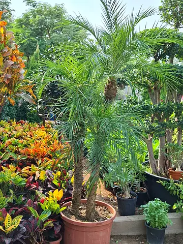 Beautiful outdoor Palm Plant for Sale
