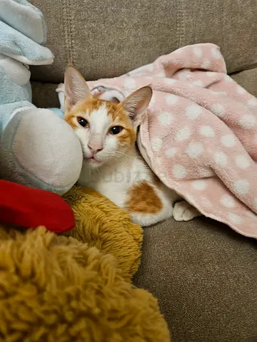 Young and loving cat