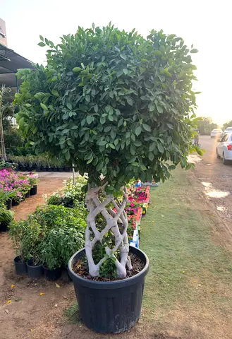 The Regal Weave – Ficus nitida in Sculpted Form