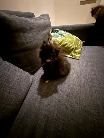 Cuddly Cat Looking for a Loving Home 63 days Persian females in Abu Dhabi