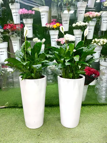 Peace lily indoor plant in Pots
