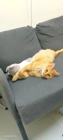 Adopt a Playful Orange Cat Looking for a Loving Home