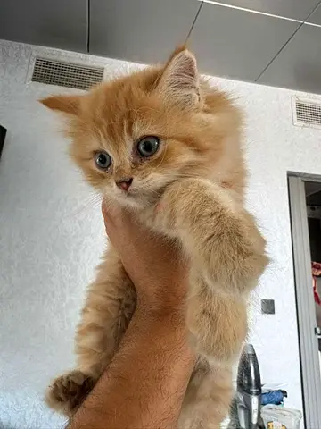 Adorable Fluffy Kitten Seeking a Loving Home