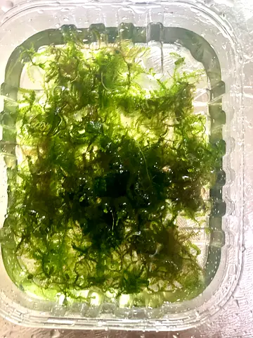 Aquatic Plants for Your Fish Tank