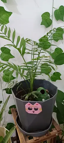 plant for sale