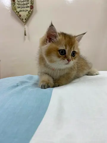 Adorable Kitten very playful