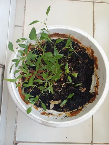 Small chilli Plant in White Pot for Sale